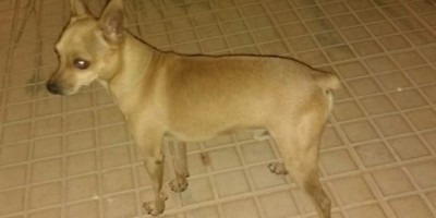 Utilidade Pública – Procura-se por cachorro da raça Pinscher que está desaparecido