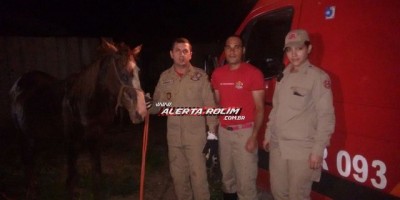 Rolim de Moura  -  Bombeiros resgatam cavalo de dentro de fossa no Loteamento Esplanada