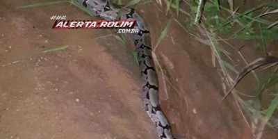 Rolim de Moura  -  Bombeiros capturam Jiboia que estava dentro de residência no Setor Chacareiro 