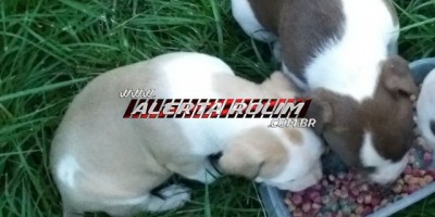 Utilidade Pública – Família procura por filhotes de Pit Bull que estão desaparecidos