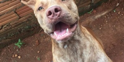 Rolim de Moura  -  Procura-se cão da raça pit bull 