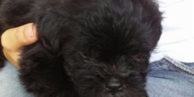 UTILIDADE PÚBLICA - Procura-se por cachorro que desapareceu no Bairro Jardim Tropical 