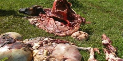 Rolim de Moura - Novilha é abatida e carneada em propriedade rural na linha 180 