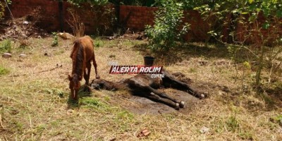 Rolim de Moura -  Duas éguas são abandonadas em terreno sem alimentos; Uma delas morre e outra é resgatada bastante debilitada 