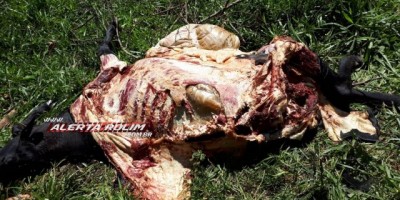Rolim de Moura -  Vaca é abatida e carneada em propriedade rural na linha 180 lado Sul