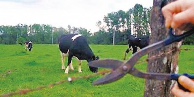 Rolim de Moura -  Propriedade rural é invadida e cabeças de gado são furtadas 