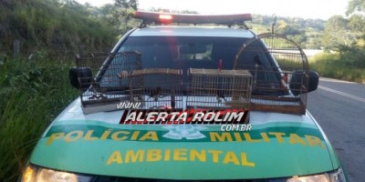 Cacoal – Pássaros da fauna silvestre são apreendidos em cativeiro pela Polícia Militar Ambiental