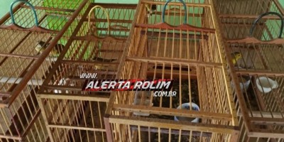 Cerca de 20 pássaros da fauna silvestre são apreendidos em cativeiros em Rolim de Moura e São Felipe pela Polícia Militar Ambiental 