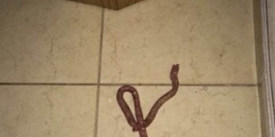 Mulher confunde linguiça com cobra e pede socorro aos bombeiros, em Minas Gerais 