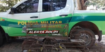 Pimenta Bueno - 16 pássaros da fauna silvestre são apreendidos em cativeiro pela Polícia Militar Ambiental de Alta Floresta