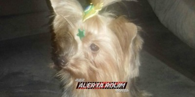 Utilidade Pública – Família procura por cadela da raça Yorkshire que está desaparecida