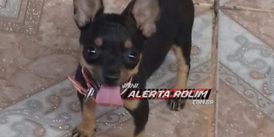 Utilidade Pública – Procura-se por duas cadelas da raça pinscher desaparecidas
