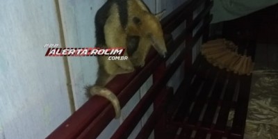 Rolim de Moura - Bombeiros capturam Tamanduá-mirim em residência no Bairro Beira Rio 