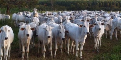 Rolim de Moura - Ladrões invadem propriedade rural e furtam gado