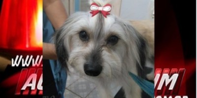 Rolim de Moura - Família procura por cadela da raça Podle que está desaparecida