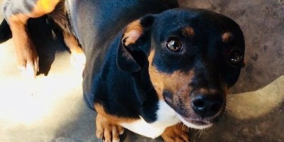 UTILIDADE PÚBLICA - Procura-se por cachorra que desapareceu no Bairro Cidade Alta 