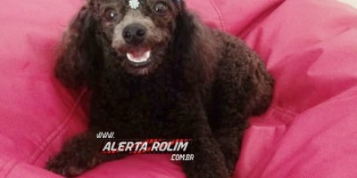 Rolim de Moura - Família procura por cadela da raça Podle que está desaparecida