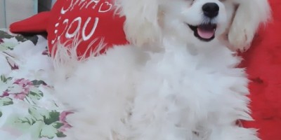 Utilidade Pública – Família procura por cachorrinha da raça Poodle que está desaparecida