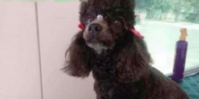 Utilidade Pública - Procura-se por cachorrinha da raça poodle 