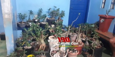Alta Floresta - Após denúncia, homem é preso por furtar mais de 40 pés de rosas do deserto