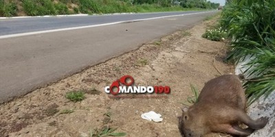Em Ji-Paraná, motociclista morre na BR 364 ao bater em capivara