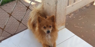 UTILIDADE PÚBLICA - Procura-se por cachorro que desapareceu no Jequitibá