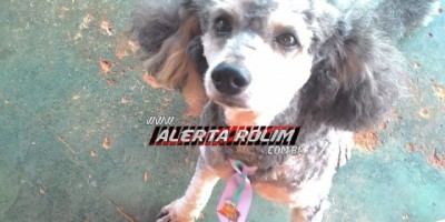 Utilidade Pública – Família procura por cachorro da raça Poodle que está desaparecido