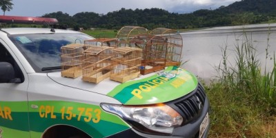 Nova Brasilândia - 07 pássaros da fauna silvestre são apreendidos em cativeiro pela Polícia Militar Ambiental 