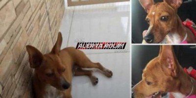 Utilidade Pública – Procura-se cachorrinha da raça Pinscher desaparecida