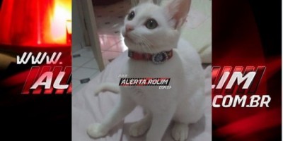 Utilidade Pública – Família procura por gata desaparecida 