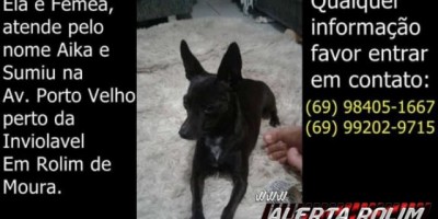 Rolim de Moura - Procura-se cadela da raça Pinscher desaparecida desde o final de dezembro