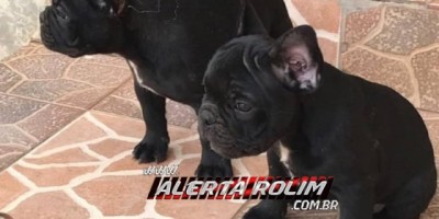 Utilidade Pública – Família procura por 02 filhotes de cachorros da raça Buldogue Francês desaparecidos