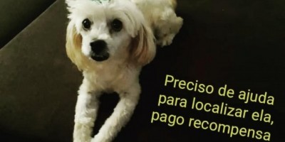 Rolim de Moura – Família procura por cadelinha da raça Poodle desaparecida