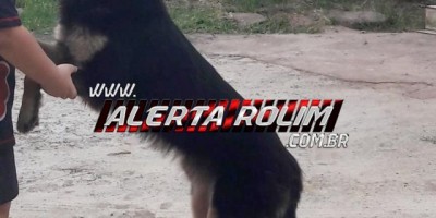 Rolim de Moura – Família procura por cachorro da raça Pastor Alemão desaparecido