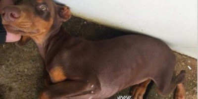 Rolim de Moura – Procura-se cadela da raça Dobermann, que está desaparecida