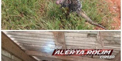  Rolim de Moura – Bombeiros capturam Jiboia e Ouriço no Bairro Cidade Alta 