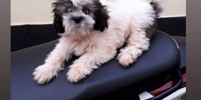 Rolim de Moura – Procura-se uma cachorrinha da raça Shi Tzu que está desaparecida