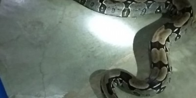 Rolim de Moura – Bombeiros capturam Jiboia com mais de dois metros em residência do Bairro Jardim Tropical 