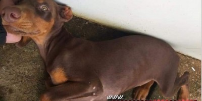 Rolim de Moura – Procura-se cadela da raça Dobermann, que está desaparecida