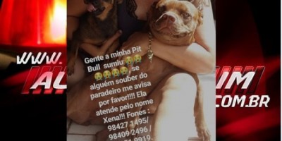 Rolim de Moura – Procura-se cadela da raça Pitbull desaparecida