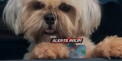 Rolim de Moura – Procura-se por cachorro da raça Shih Tzu; oferece recompensa