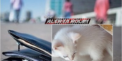 Utilidade Pública – Perca de documentos e desaparecimento de um gato