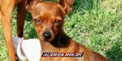 Rolim de Moura – Criança procura por cachorro da raça Pinscher que está desaparecido