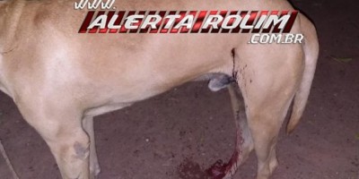  Rolim de Moura – Homem ouve disparo de arma e ao sair no quintal nota que seu cachorro foi atingido 