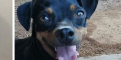 Rolim de Moura – Procura-se por cachorro que desapareceu no Centro da cidade 