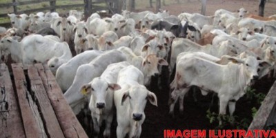 Alto Alegre – Mais de 150 cabeças de gado foram furtadas de fazenda na linha P-40