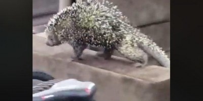 Jaru: Porco espinho adentra lojas Gazin passeia sobre estofados e é capturado por Bombeiros - Vídeo