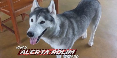 Rolim de Moura - Procura-se por cadela, da raça Husky siberiano, que despareceu no Bairro Beira Rio