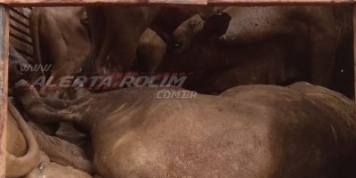 Nova Brasilândia – PM é acionada para averiguar situação de maus-tratos e encontra animais mortos e outros debilitados em caminhões boiadeiros 