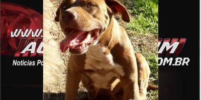 Rolim de Moura - Procura-se por cadela da raça Pit bull